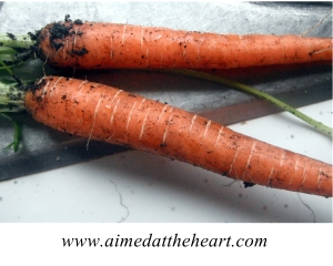 carrots from container garden