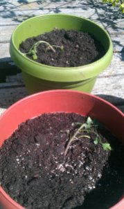 Tomatoes – Attempt #2